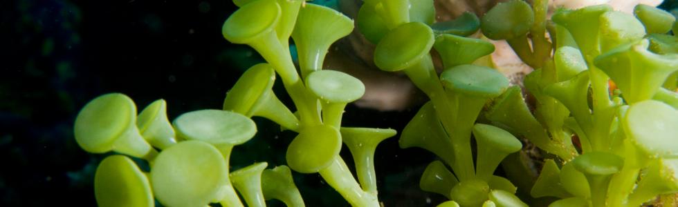 Caulerpa racemosa algae