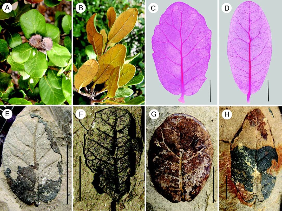 Leaf Morphology