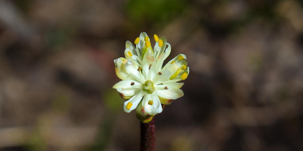 Flower of Triantha occidentalis in a bog at Cypress Provincial Park, BC, Canada (photographed by Danilo Lima)