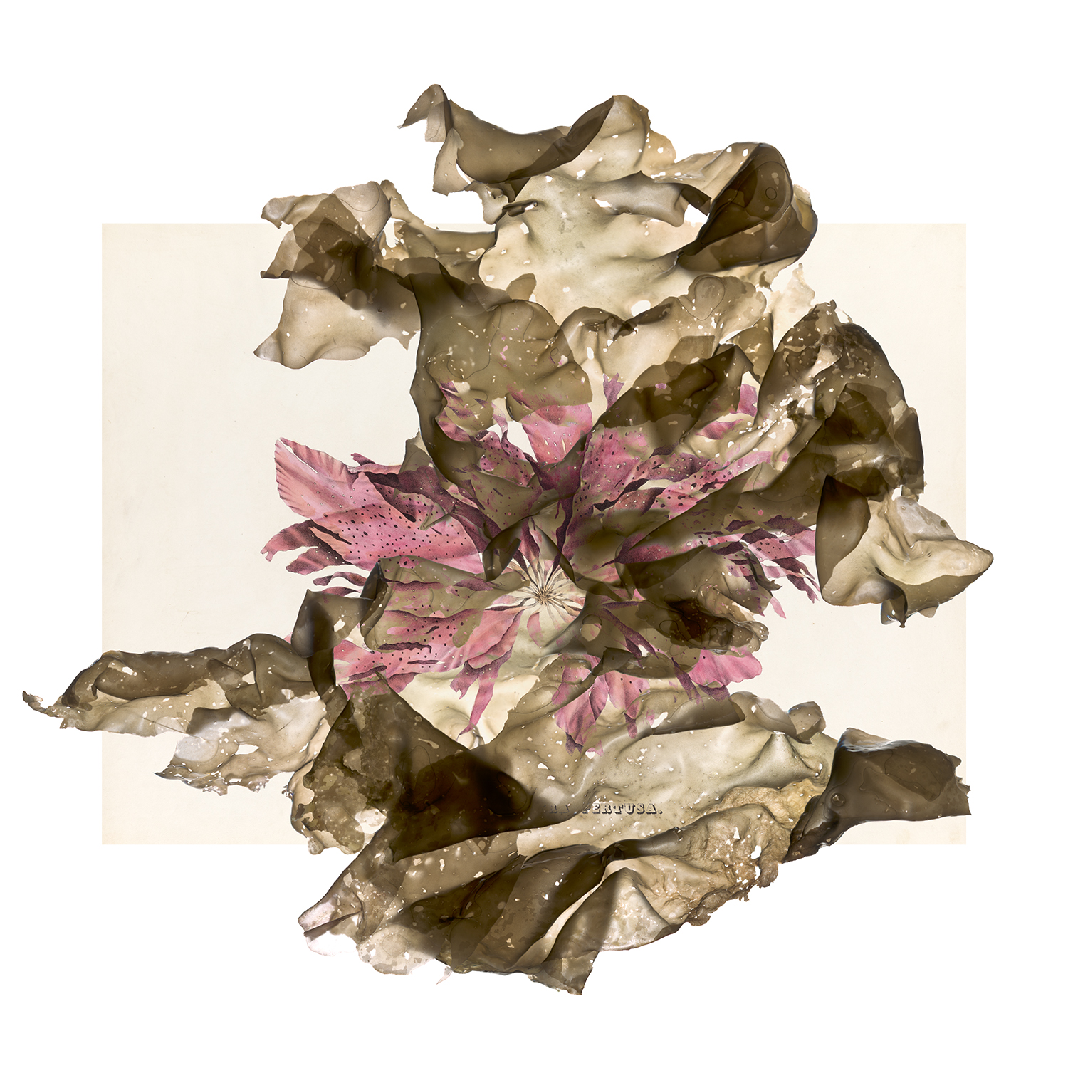 Contemporary scans of seaweed