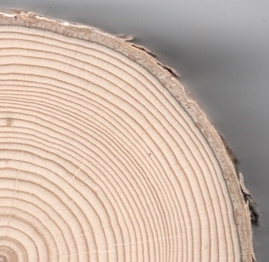 Cross section of a Black Spruce (Picea mariana) tree. 