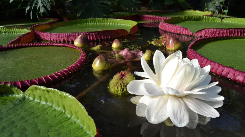 The newly discovered giant water lily species Victoria boliviana is seen at the Kew Gardens in London. (RBG Kew)