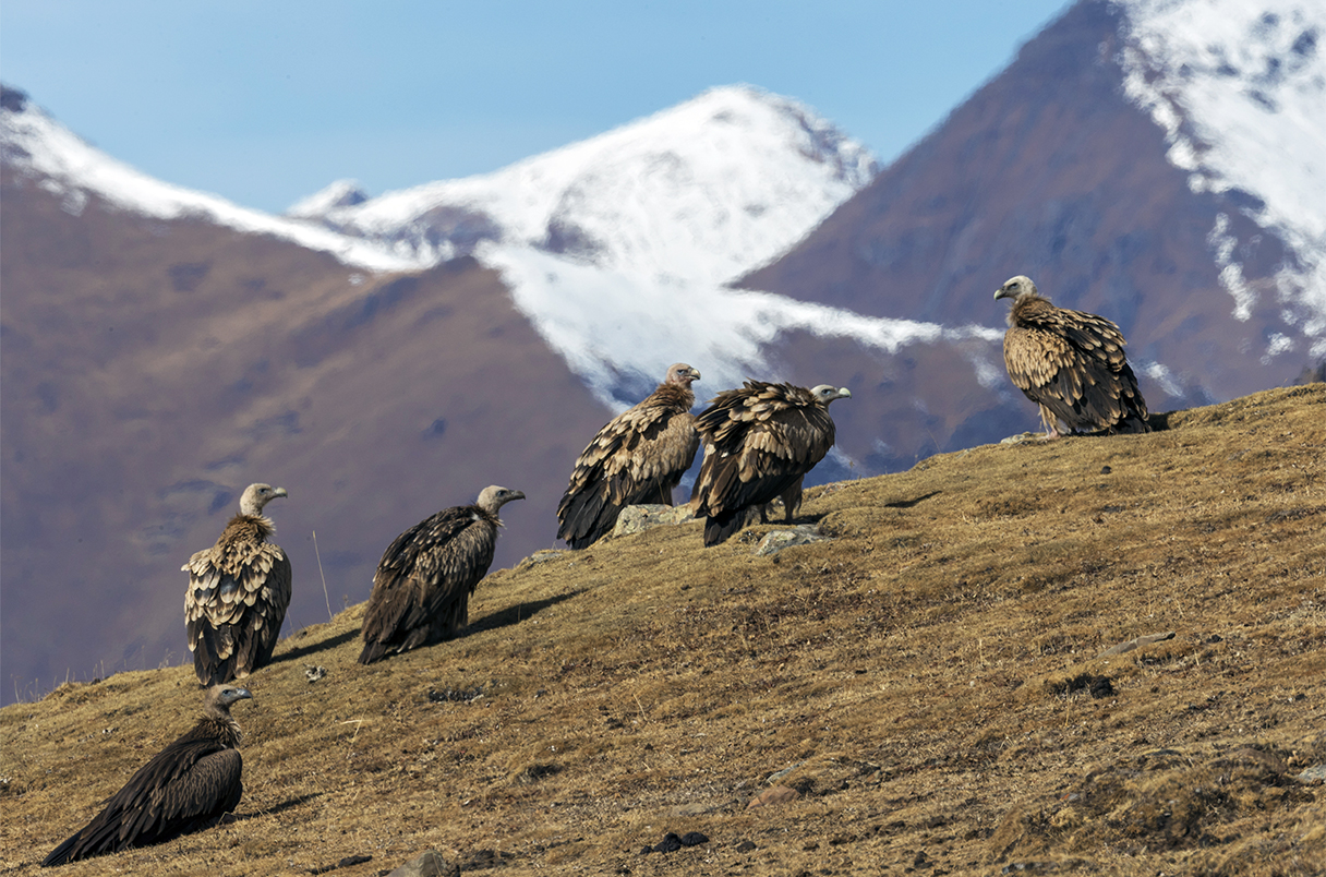 Himalayan griffon vultures serve a key ecosystem function, but may also face a higher risk of disappearing from their current habitat. JED WEINGARTEN/WILD WONDERS OF CHINA/NPL/MINDEN PICTURES