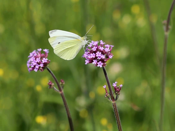 the common Cabbage White butterfly sitting on a group of tiny purple flowers