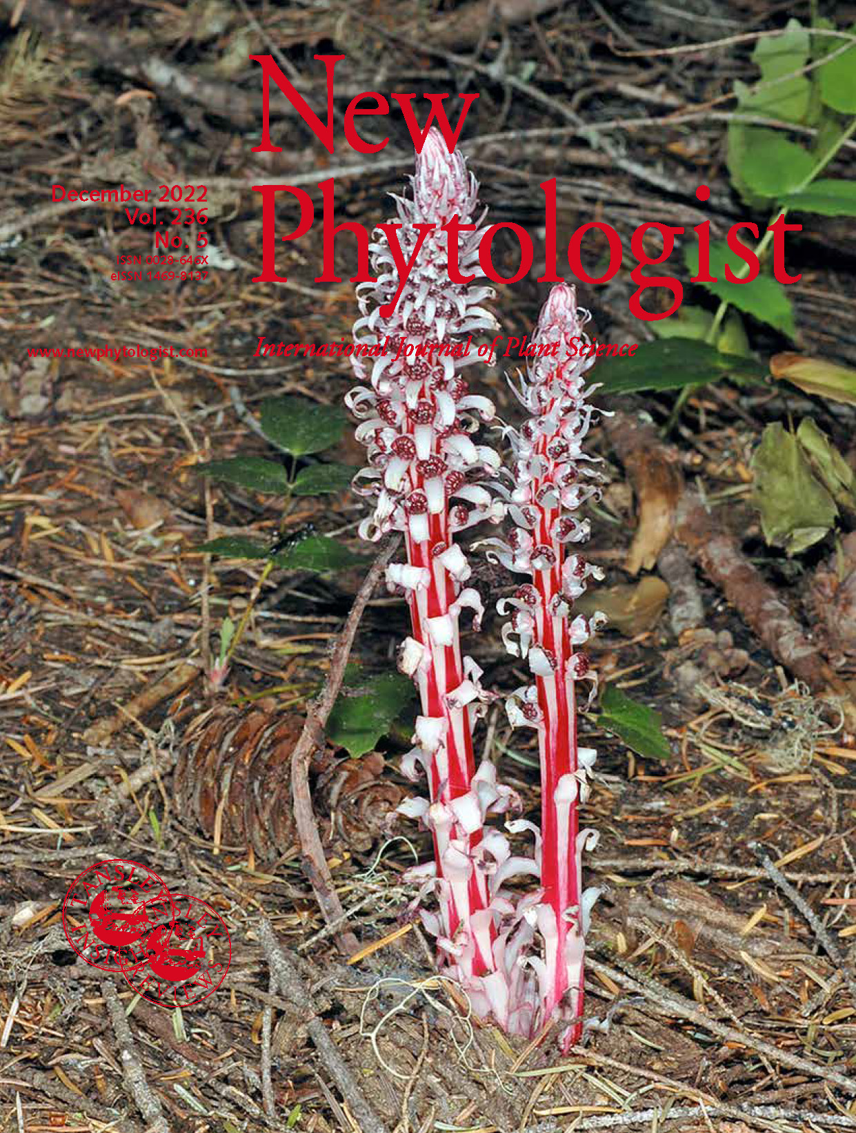 image of sugarsticks which are red and pink mycoheterotrophic plants