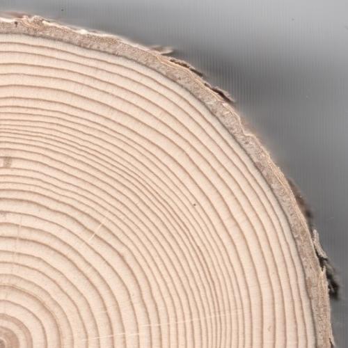 Cross section of a Black Spruce (Picea mariana) tree. 