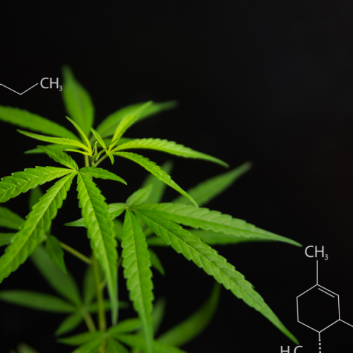 Metabolically active cells in cannabis form a "supercell." (Jirawut Seepukdee)