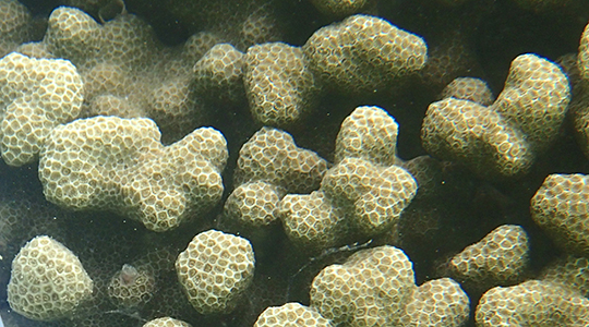 healthy Porites sp coral