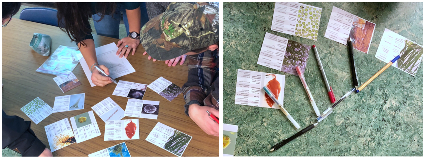 Biol 209 students playing an algae card-sorting game and building a phylogeny